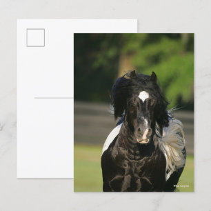 Cartão Postal Retrato de Gypsy Vanner preto e branco de Bob Lang