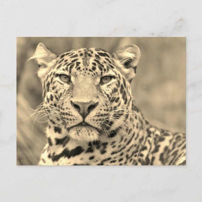 Cartão Postal Retrato de Leopardo (Frente)