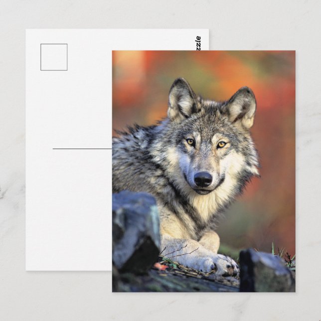 Cartão Postal Retrato de Lobo (Frente/Verso)