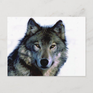 Cartão Postal Retrato de Lobo