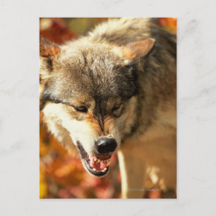 Cartão Postal Retrato de lobo rosnando
