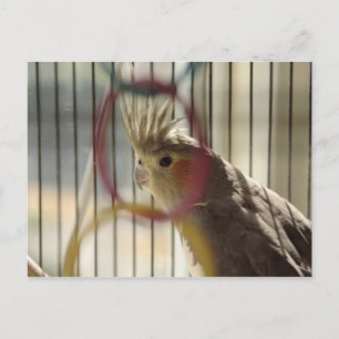 Cartão Postal Retrato de Molly através do Anel