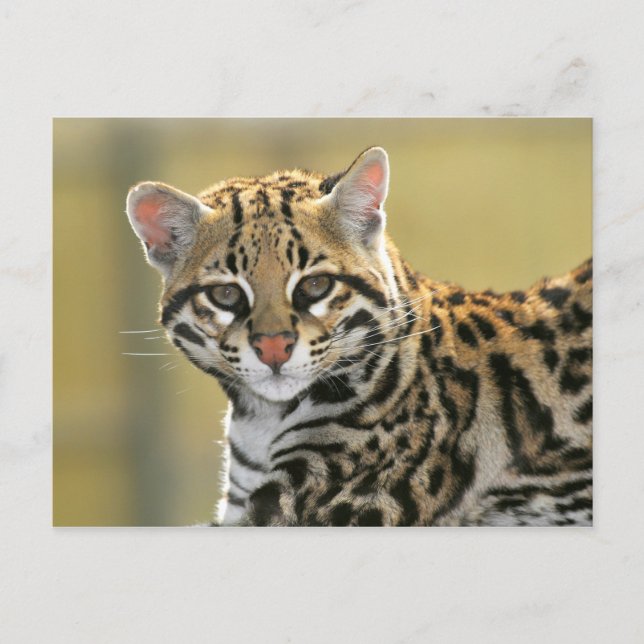 Cartão Postal Retrato de Ocelot (Frente)