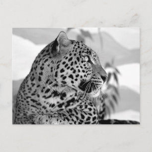 Cartão Postal Retrato de onça