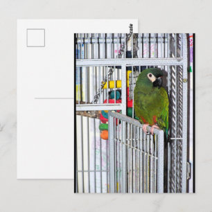 Cartão Postal Retrato de Papagaio Verde