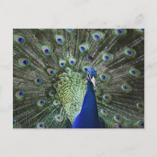 Cartão Postal Retrato De Pavão Com Penas