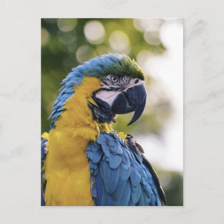 Cartão Postal Retrato de perfil de papagaio em fotografia