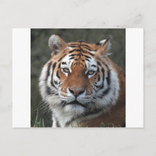 Cartão Postal Retrato de Tigre Siberiano