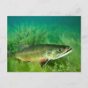 Cartão Postal Retrato de truta-do-lago, Lago Esmeralda, Montana