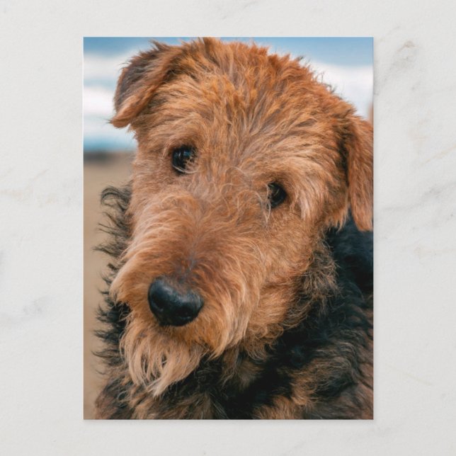 Cartão Postal Retrato de um Airedale Terrier (Frente)