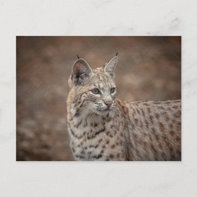 Cartão Postal Retrato de um Bobcat (Frente)