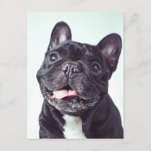 Cartão Postal Retrato de um Bulldog Francês Feliz