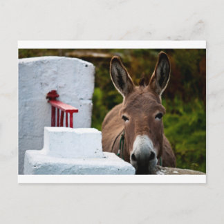 Cartão Postal Retrato de um Burro na Irlanda