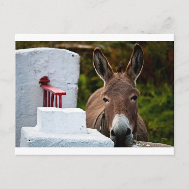 Cartão Postal Retrato de um Burro na Irlanda (Frente)