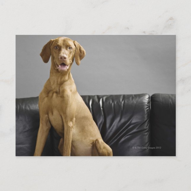 Cartão Postal Retrato de um cão (Frente)