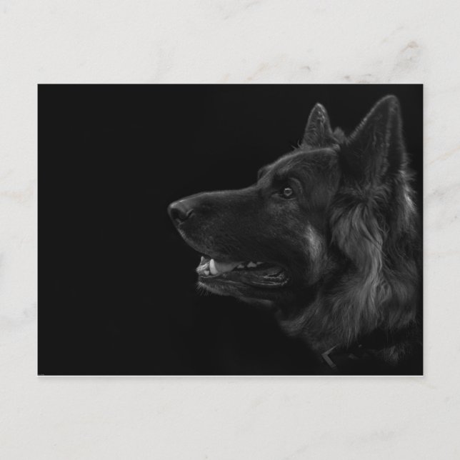 Cartão Postal Retrato de um cão german shepherd (Frente)