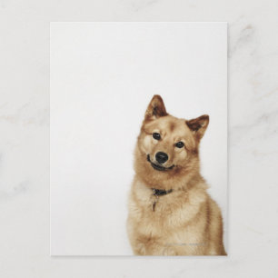 Cartão Postal Retrato de um cão Spitz finlandês sorrindo