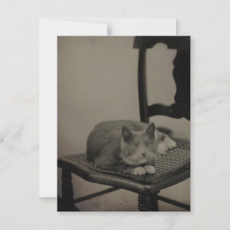 Cartão Postal Retrato de um Cartão-postal de Fotografia do Cat V