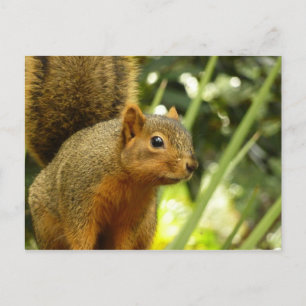 Cartão Postal Retrato de um Esquilo Fotografia Animal