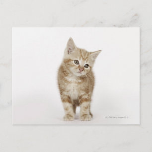 Cartão Postal Retrato de um gatinho