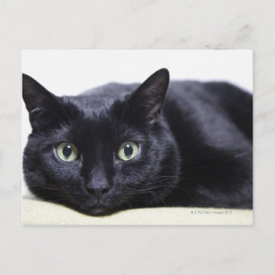 Cartão Postal Retrato de um Gato