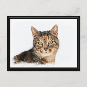 Cartão Postal Retrato de um gato