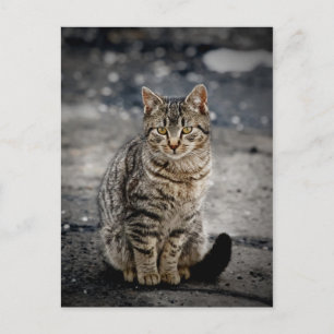 Cartão Postal Retrato de um gato