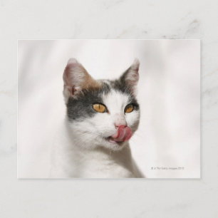 Cartão Postal Retrato de um gato branco lamber