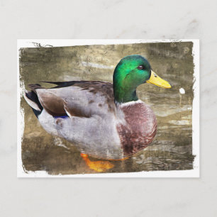 Cartão Postal Retrato de um mallard macho