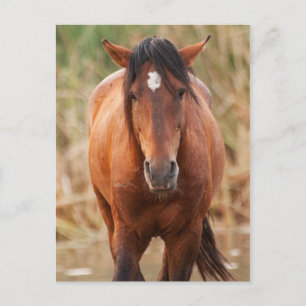 Cartão Postal Retrato de um Mustang Selvagem
