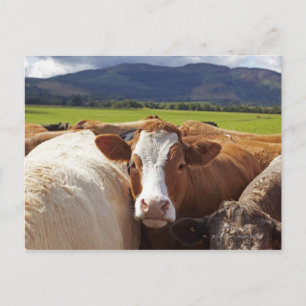 Cartão Postal Retrato de um par de vacas no campo