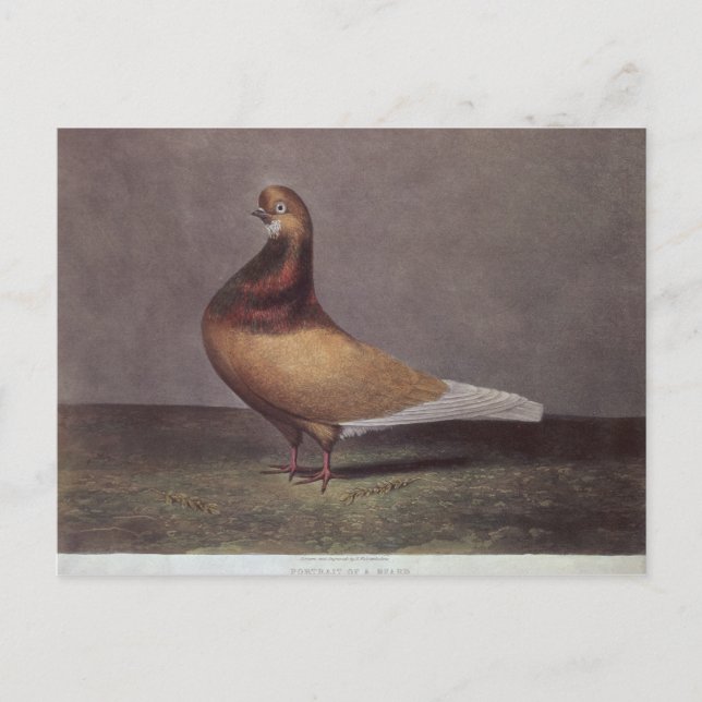Cartão Postal Retrato de um pombo-barba (Frente)