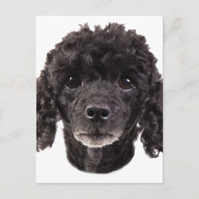 Cartão Postal Retrato de um poodle preto (Frente)