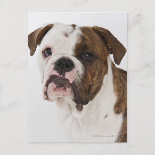 Cartão Postal Retrato de um pup de Bulldog fofo