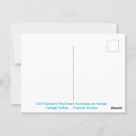 Cartão Postal Retrato de uma Collie de Aranha