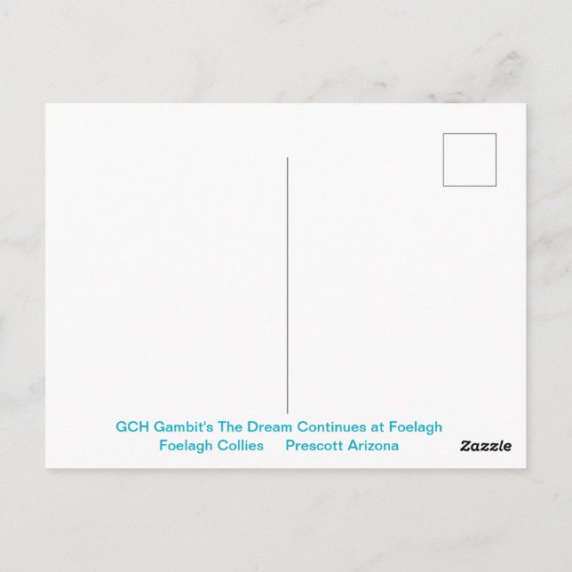 Cartão Postal Retrato de uma Collie de Aranha (Verso)