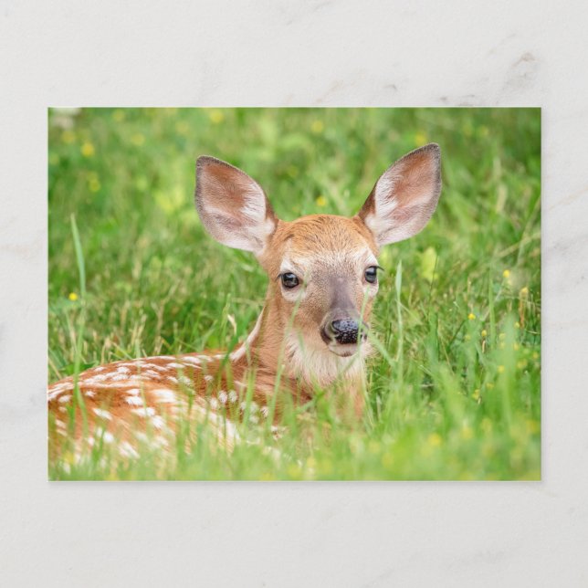 Cartão Postal Retrato de uma Fawn (veado branco) (Frente)