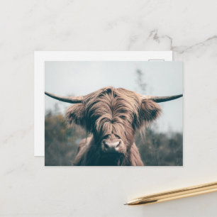 Cartão Postal Retrato de vaca das Terras Altas