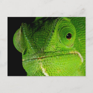 Cartão Postal Retrato Do Camaleão De Pescoço Flap