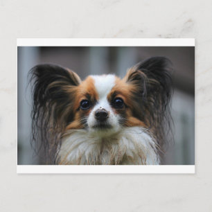 Cartão Postal Retrato do cão purebred Papillon