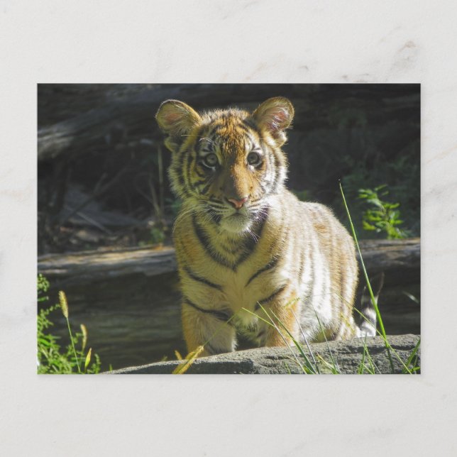 Cartão Postal Retrato do Cub Tiger 4 (Frente)