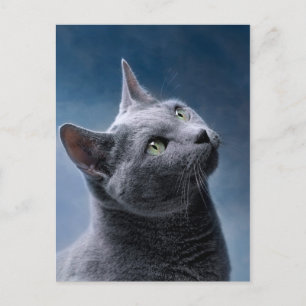 Cartão Postal Retrato do gato