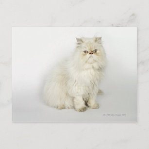 Cartão Postal Retrato do gato persa
