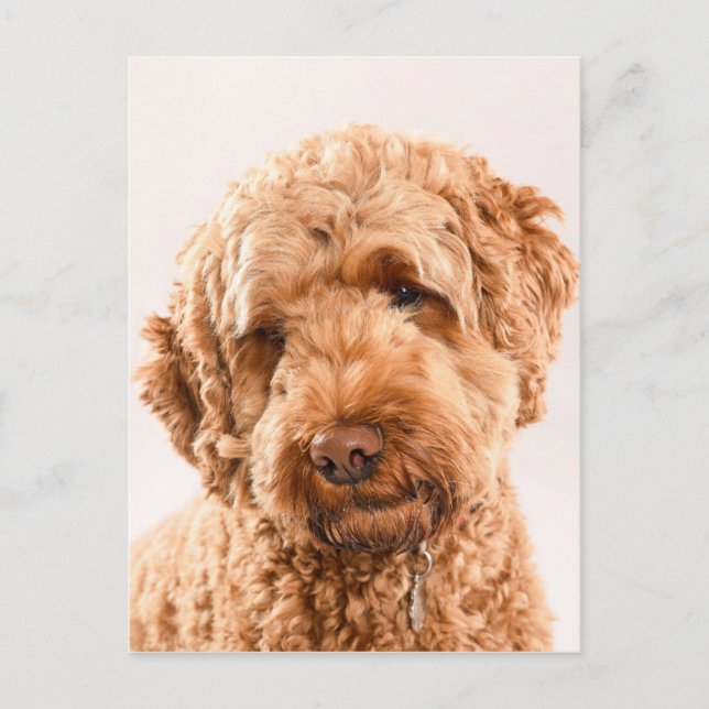 Cartão Postal Retrato do Goldendoodle Studio (Frente)