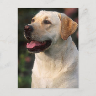 Cartão Postal Retrato do Labrador Retriever, Hilton