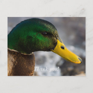 Cartão Postal Retrato do Macho do Pato-real
