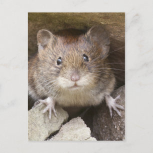 Cartão Postal Retrato do mouse