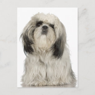 Cartão Postal Retrato do pãozinho terrier tibetano