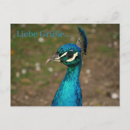 Cartão Postal Retrato do pavão azul