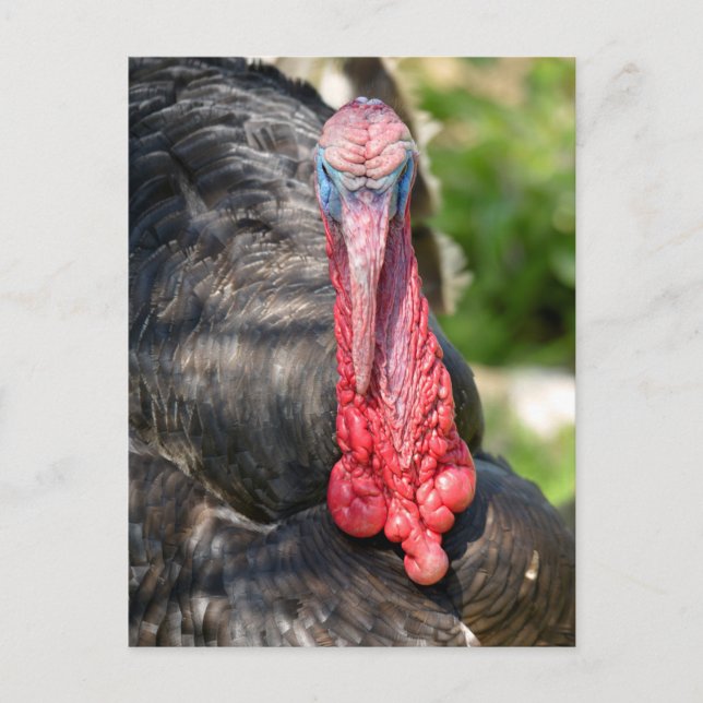 Cartão Postal Retrato do peru macho (Frente)